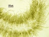 Gontrania lubrica4